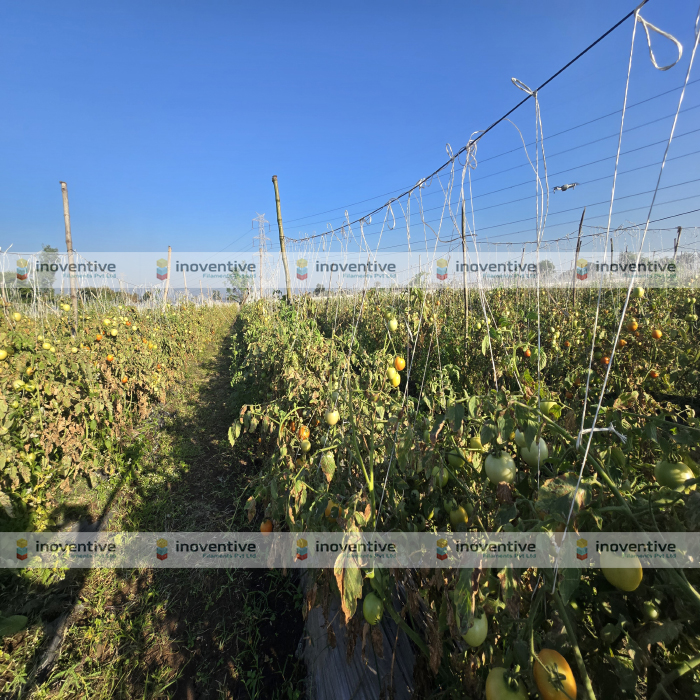Agrosia PET Wire for Tomato Farming | 3mm Virgin PET Wire for Stronger Tomato Trellising